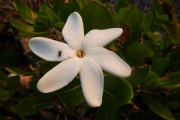 <strong>Gardenia taitensis - Ramon, Laurence - 32</strong><br />© Gâteblé Gildas